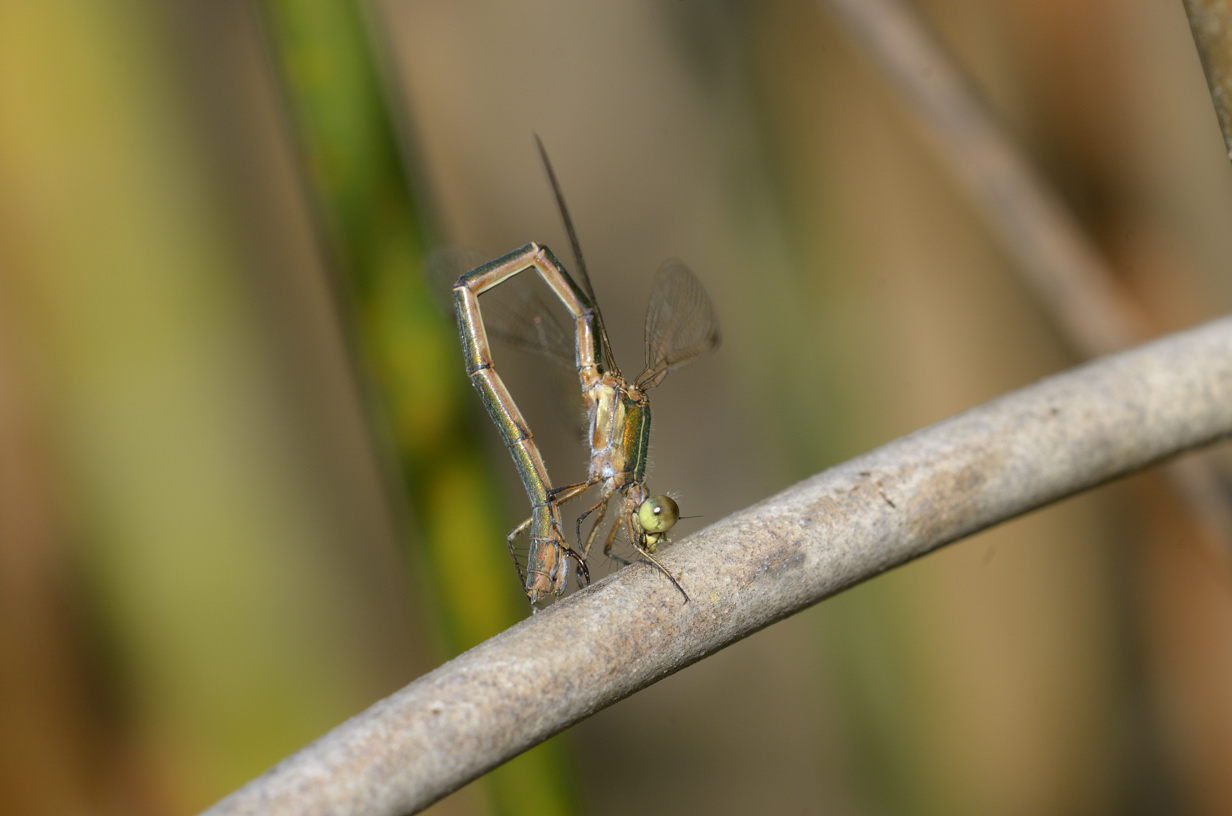 Quale Lestes ? sponsa & virens vestalis